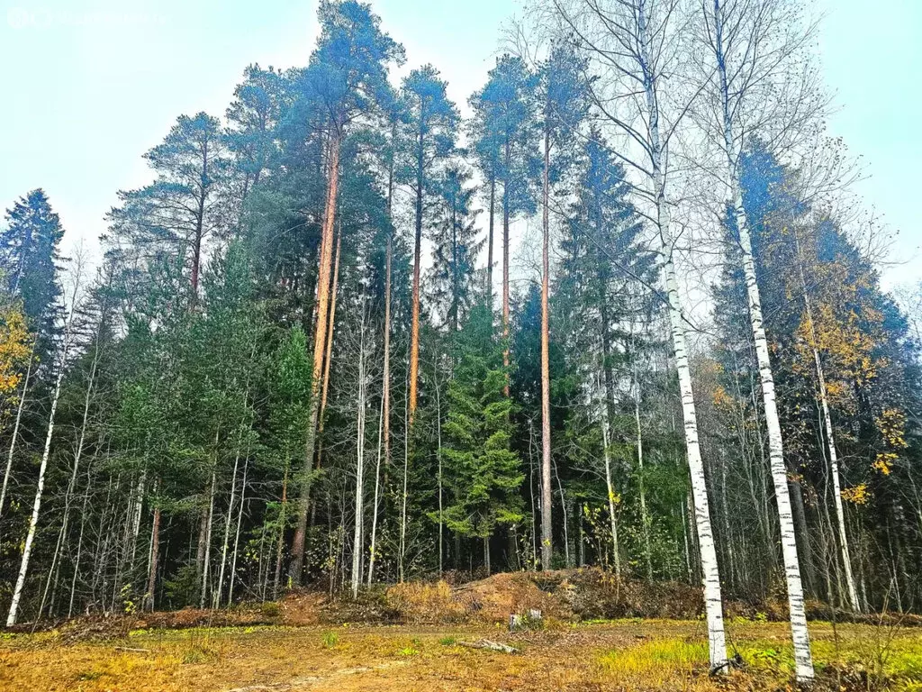 Участок в Деревянское сельское поселение, СНТ Ручеёк (15 м) - Фото 2