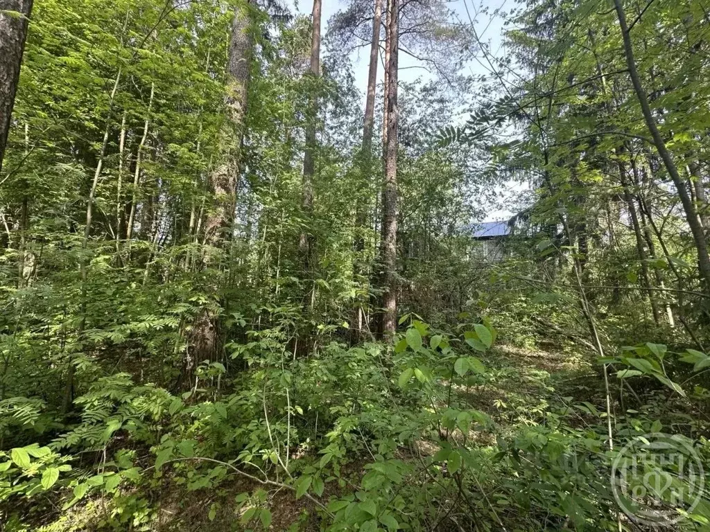 Участок в Ленинградская область, Всеволожск ул. Гоголя, 57 (20.2 сот.) - Фото 1