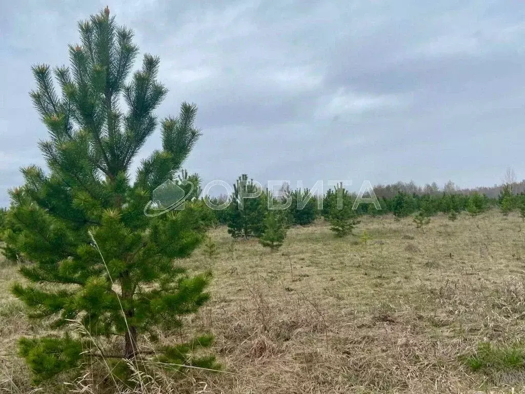 Участок в Тюменская область, Тюменский район, д. Елань  (6.5 сот.) - Фото 0