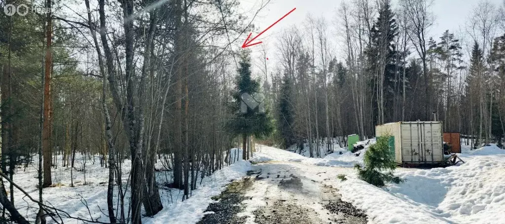 Участок в Приозерский район, Ларионовское сельское поселение, посёлок ... - Фото 1