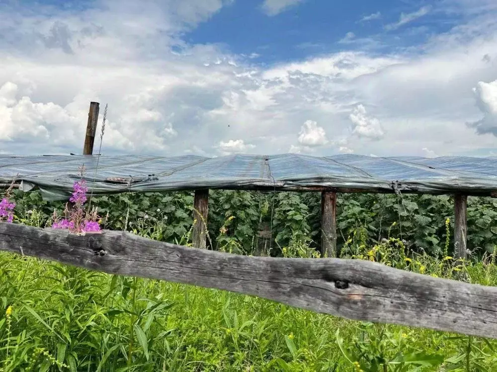 Участок в Иркутская область, Иркутский муниципальный округ, д. Талька  ... - Фото 2