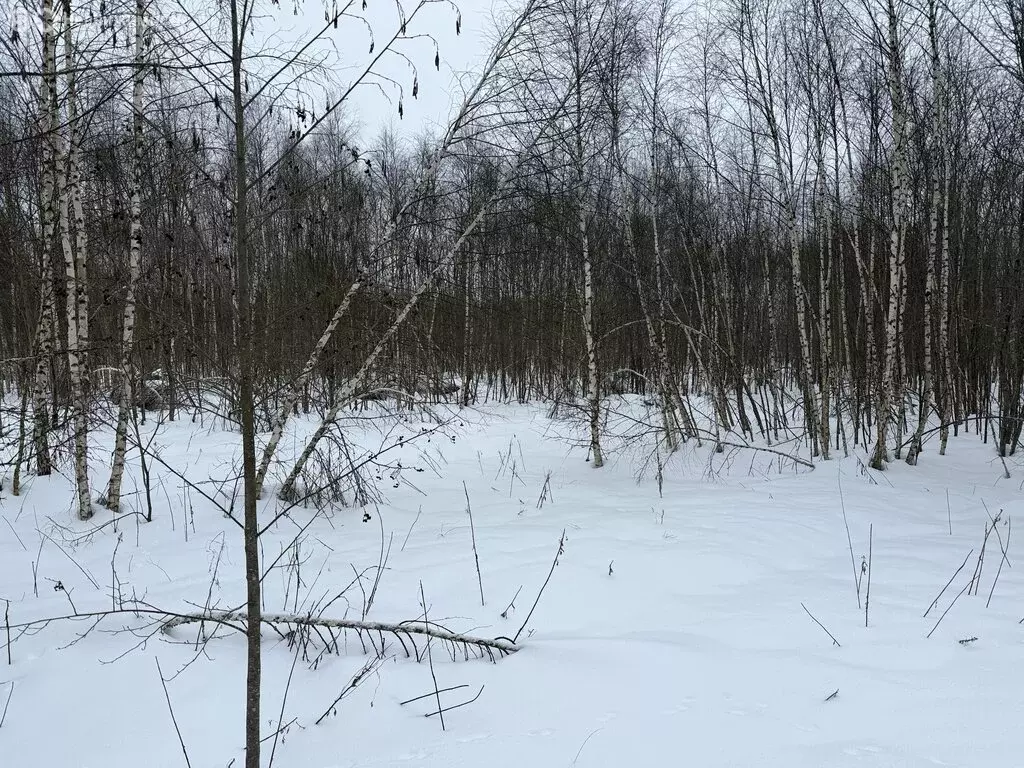 Участок в Владимирская область, Александровский муниципальный округ, ... - Фото 1