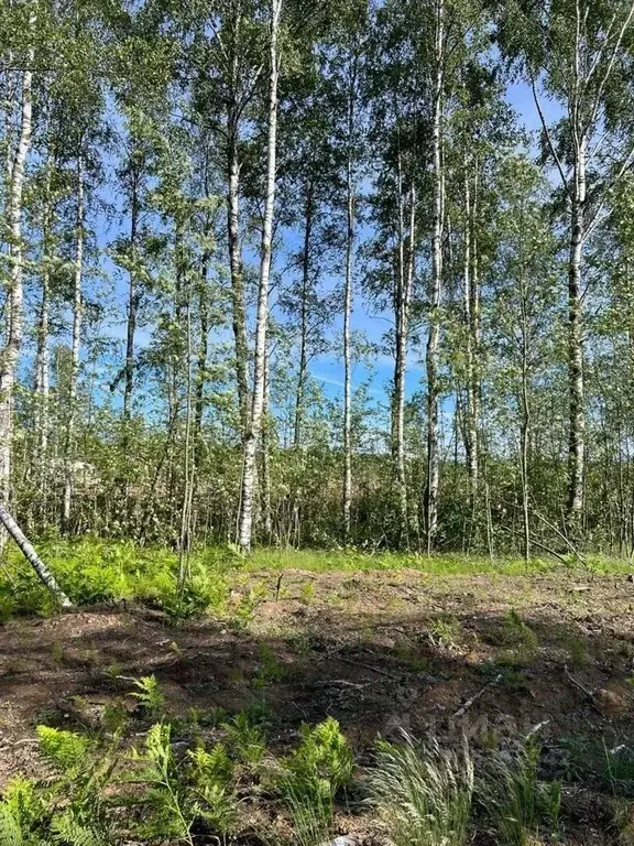 Участок в Ленинградская область, Всеволожский район, Токсовское ... - Фото 1