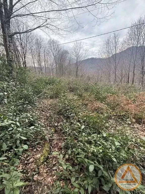 Участок в Краснодарский край, Сочи городской округ, с. Алексеевское ... - Фото 1