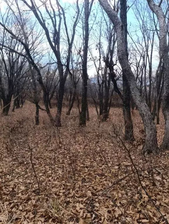 Участок в Приморский край, Находка пос. Врангель, ул. Ясная, 24 (19.0 ... - Фото 1