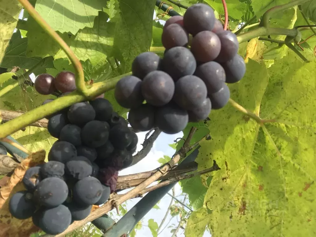 Участок в Московская область, Пушкинский городской округ, Лесной пгт, ... - Фото 2