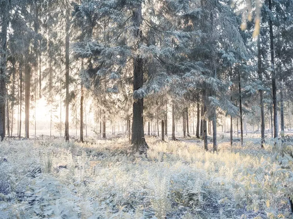 Участок в Московская область, Мытищи городской округ, Пирогово кп  ... - Фото 1