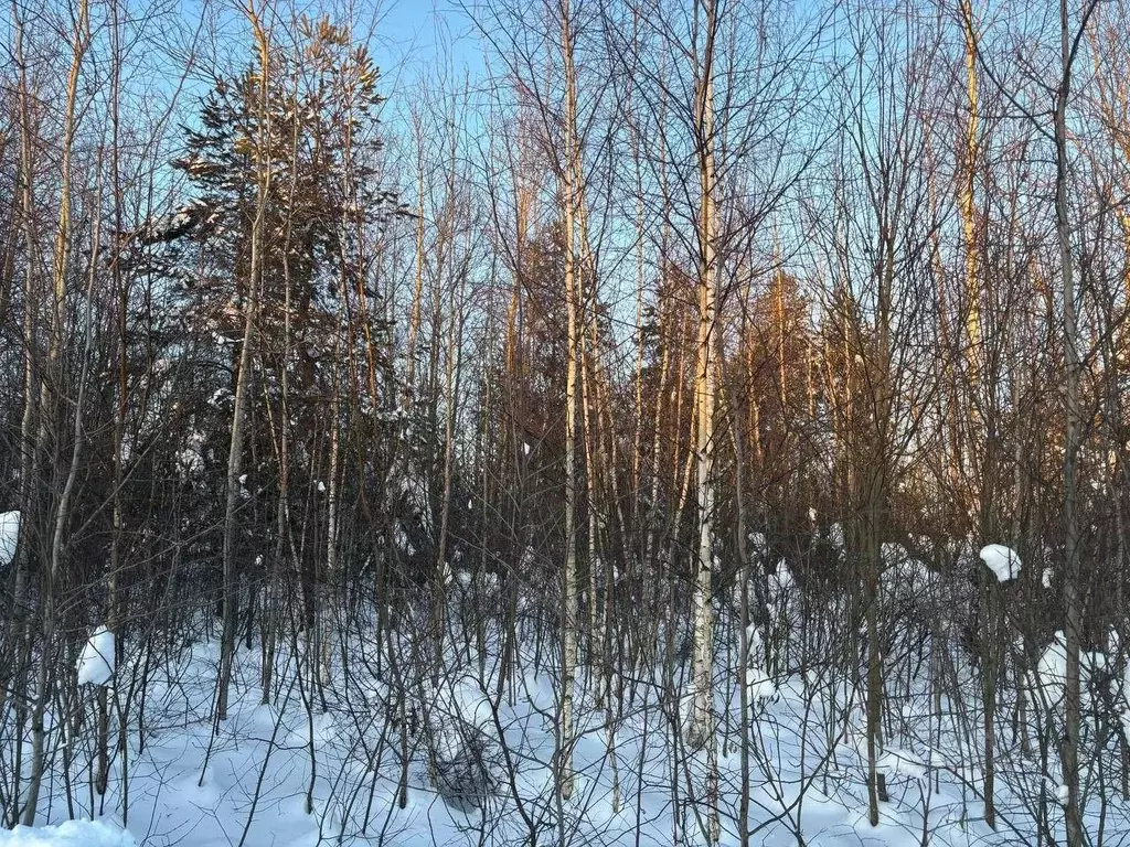Участок в Московская область, Павлово-Посадский городской округ, д. ... - Фото 1