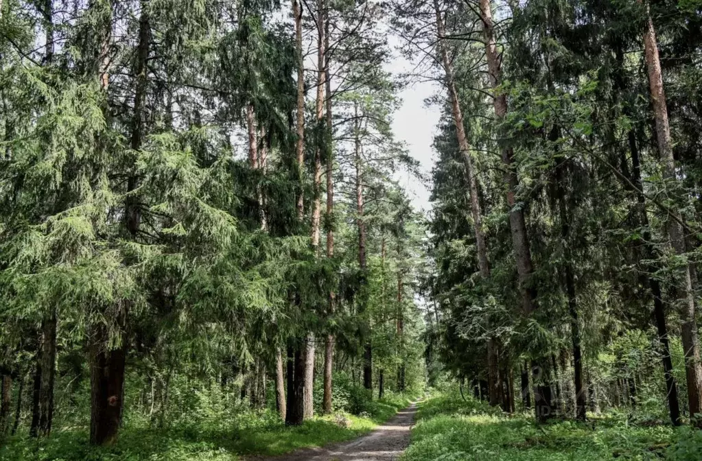 Участок в Московская область, Солнечногорск городской округ, Дачной ... - Фото 1