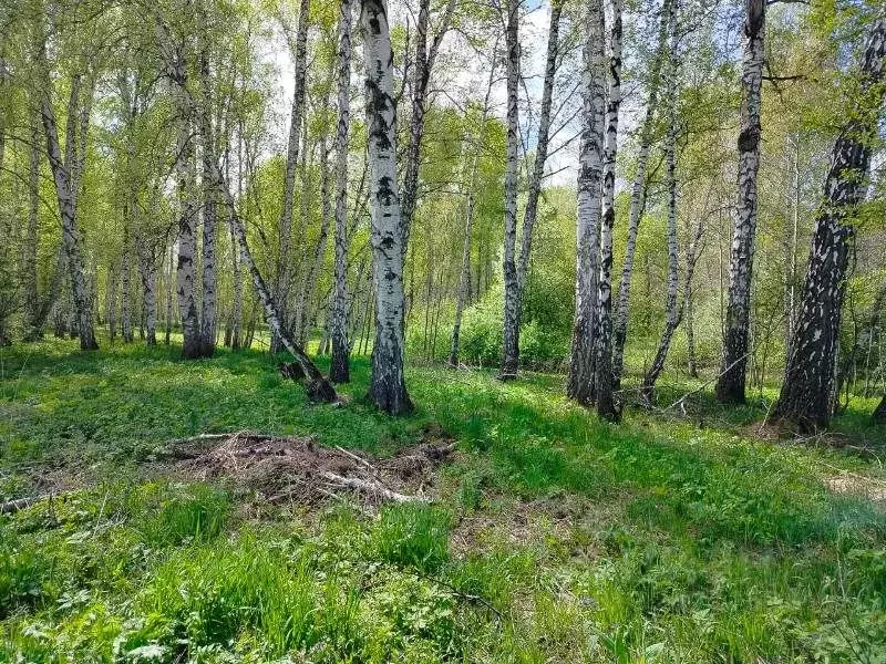 Участок в Новосибирская область, Новосибирский район, Станционный ... - Фото 1