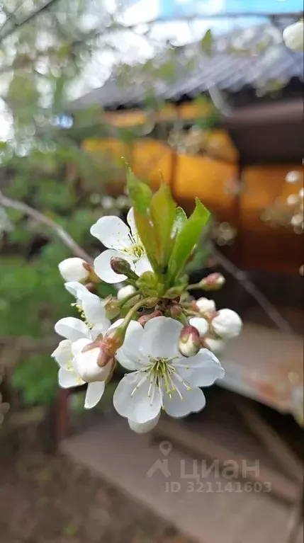 Дом в Костромская область, Костромской район, Бакшеевское с/пос, ... - Фото 2