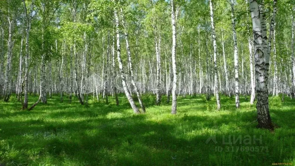 Участок в Тюменская область, Нижнетавдинский район, д. Нижние Тарманы ... - Фото 1