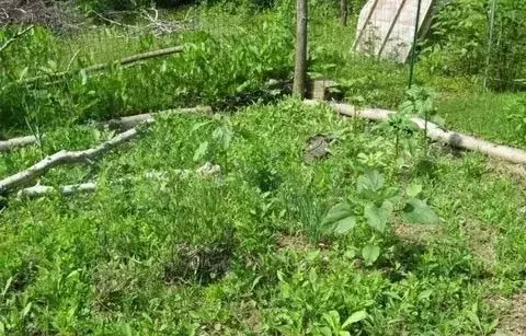 Участок 7 сот. (СНТ, ДНП) - Фото 0