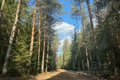 Участок в Новгородская область, Новгородский район, Савинское с/пос, ... - Фото 1