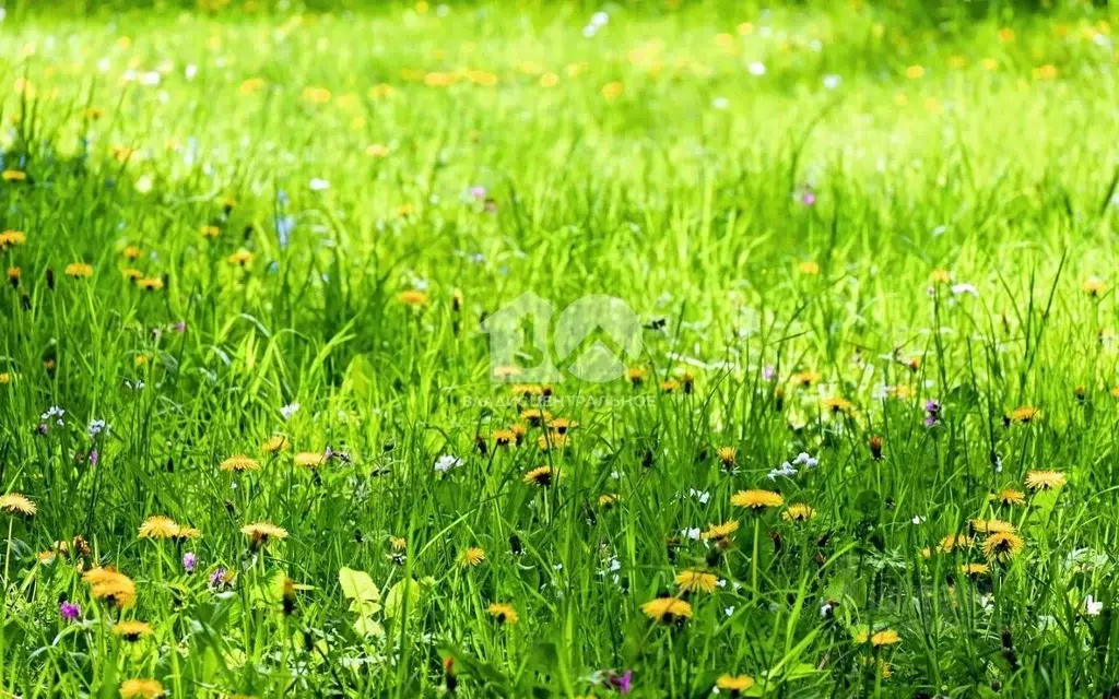 Участок в Новосибирская область, Новосибирск Березка садовое ... - Фото 1