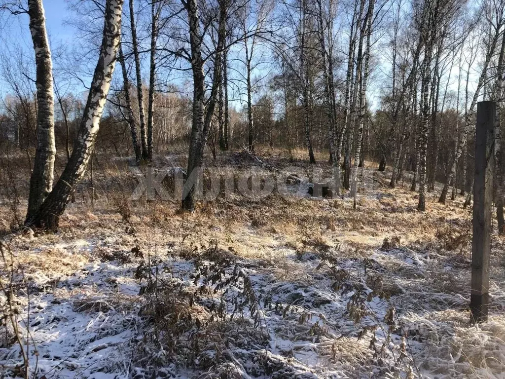 Участок в Новосибирская область, Искитимский район, Морозовский ... - Фото 1