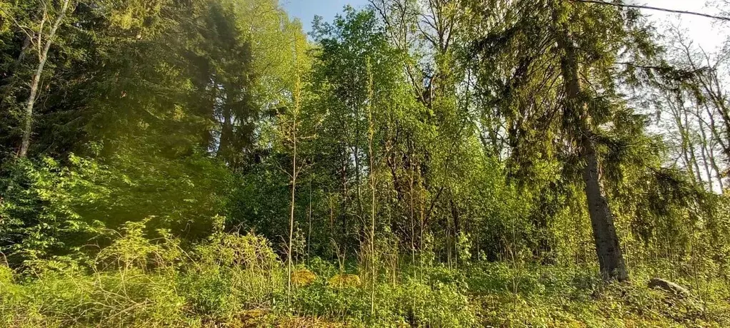 Участок в Ленинградская область, Ломоносовский район, Гостилицкое ... - Фото 2