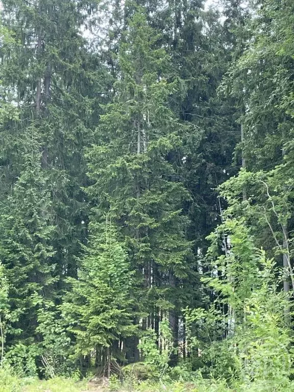 Участок в Ленинградская область, Сертолово Всеволожский район, Медное ... - Фото 0
