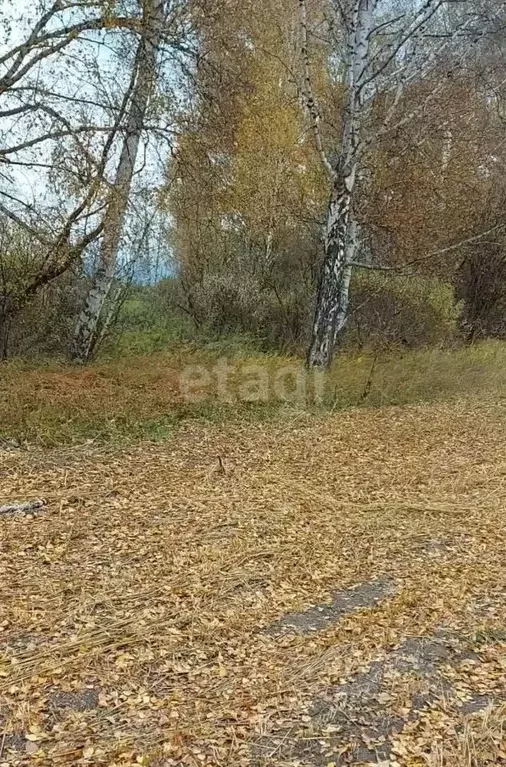 Участок в Алтай, Усть-Коксинский район, с. Усть-Кокса  (100.0 сот.) - Фото 1