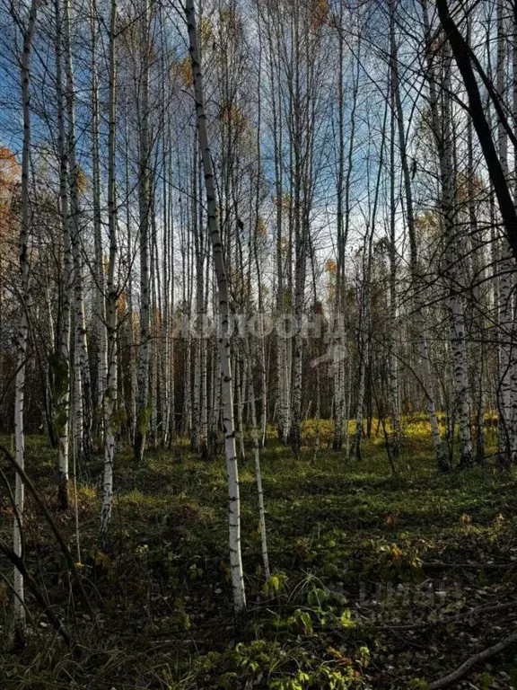 Участок в Новосибирская область, Новосибирский район, Барышевский ... - Фото 1