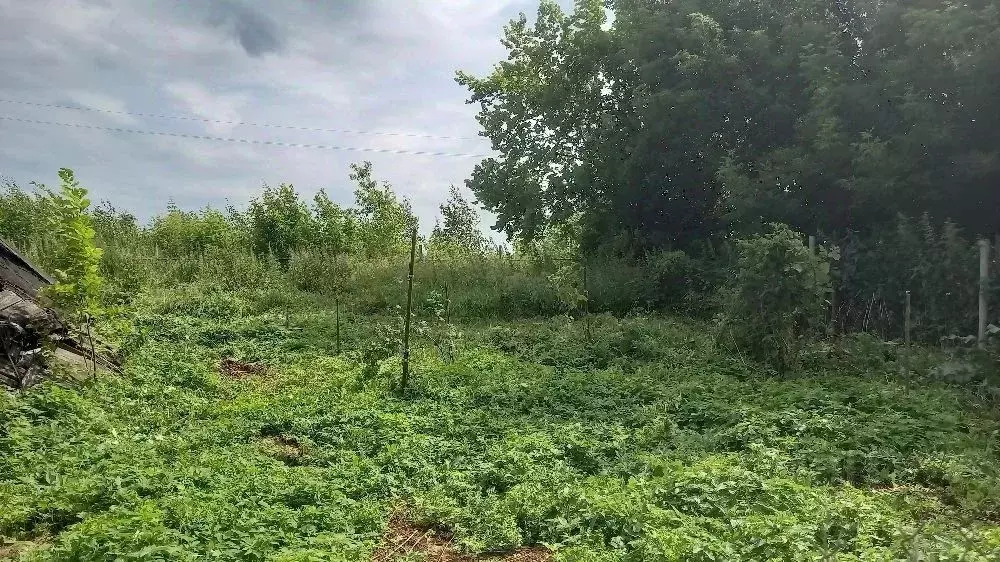 Участок в Нижегородская область, Богородский муниципальный округ, д. ... - Фото 1