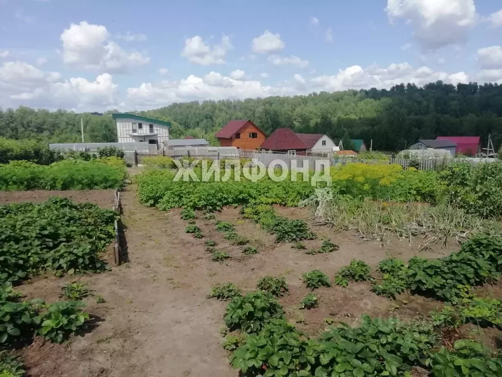 Купить Дом В Селе Раздольное Новосибирской Области