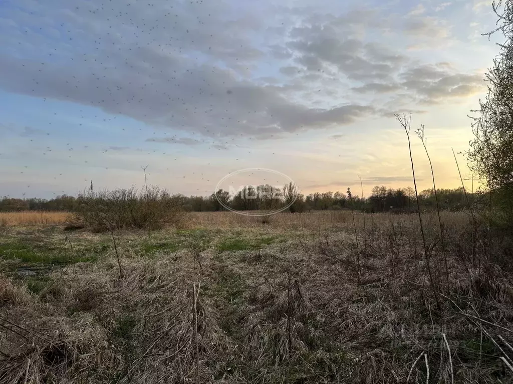 Участок в Калининградская область, Калининград Золотой Петушок ДНТ,  ... - Фото 1