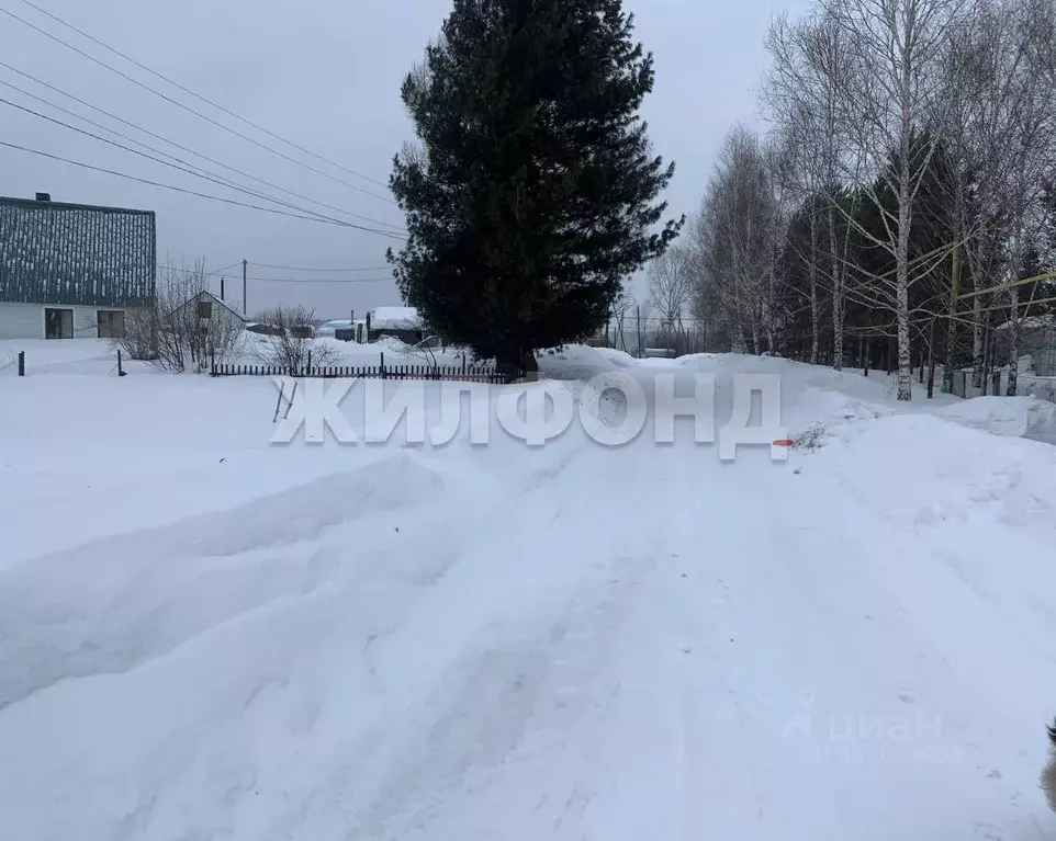 Участок в Новосибирская область, Тогучинский район, Репьевский ... - Фото 2