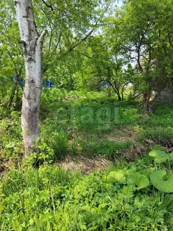 Участок в Сахалинская область, Южно-Сахалинск Дельфин СНТ, 15 (5.39 ... - Фото 1