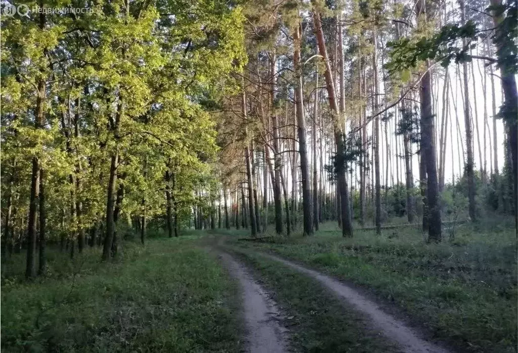Участок в Воронеж, микрорайон Никольское, улица Глинки (6 м) - Фото 2