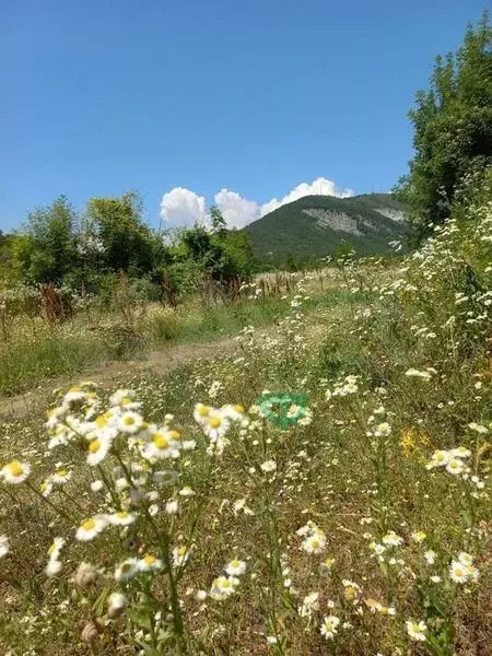 Участок в Краснодарский край, Геленджик городской округ, с. ... - Фото 1