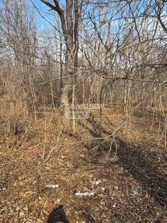 Участок в Приморский край, Владивостокский городской округ, пос. ... - Фото 1