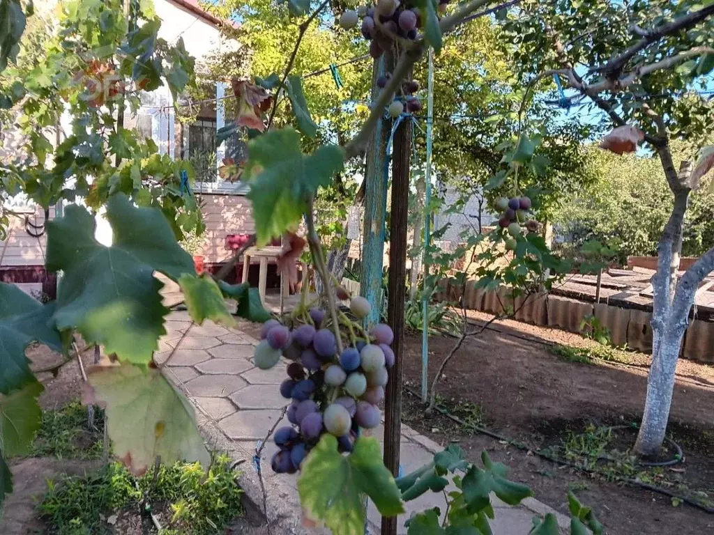 Дом в Крым, Сакский район, Суворовское с/пос, с. Великое  (33 м) - Фото 1