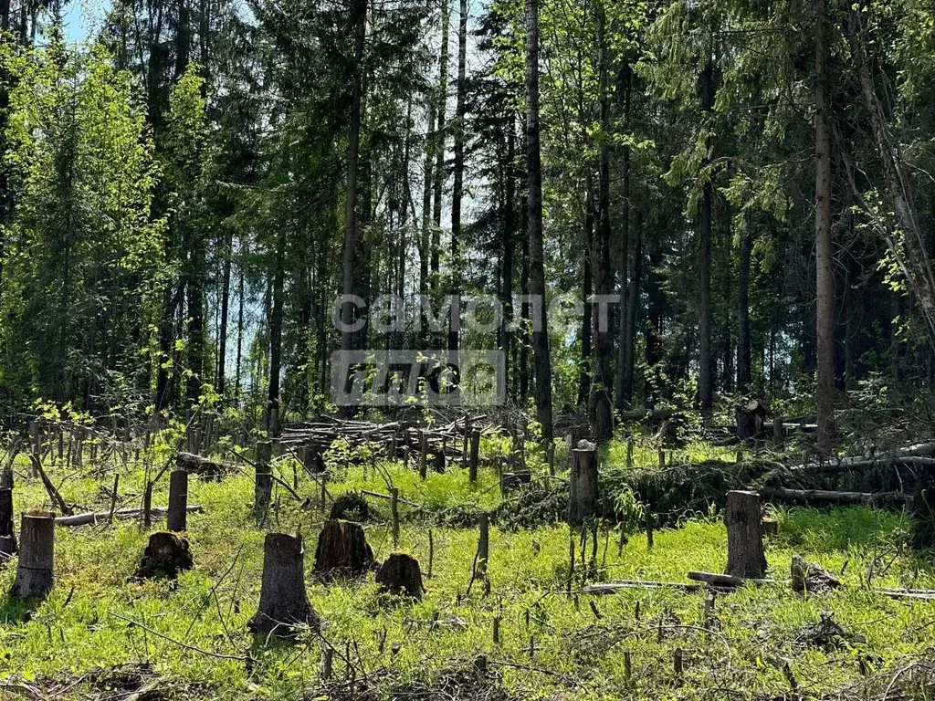 Участок в Пермский край, Березники ул. Семейная (14.85 сот.) - Фото 2