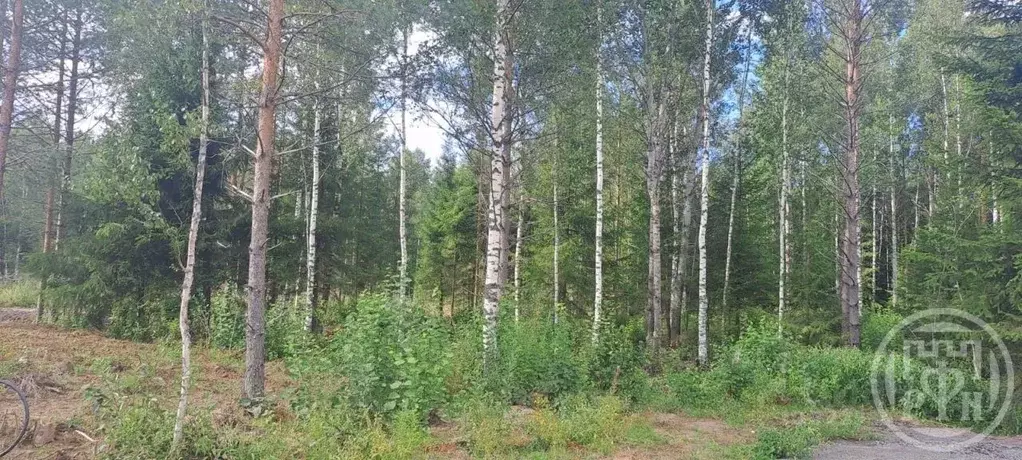 Участок в Ленинградская область, Всеволожский район, Лесколовское ... - Фото 2