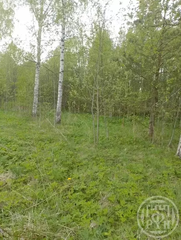 Участок в Заклинское сельское поселение, садоводческое некоммерческое ... - Фото 1