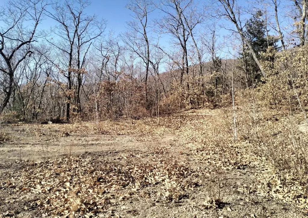 Участок в Приморский край, Ольгинский муниципальный округ  (30.0 сот.) - Фото 2