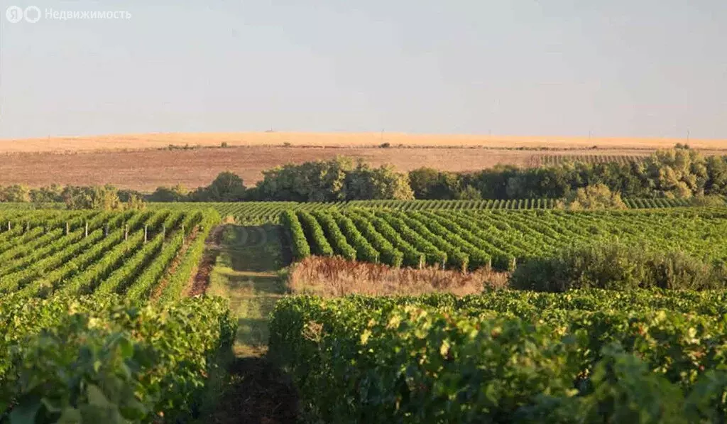 Участок в Крымский район, село Молдаванское (10 м) - Фото 1