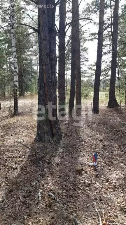 Участок в Тункинский район, посёлок Аршан (19.8 м) - Фото 2