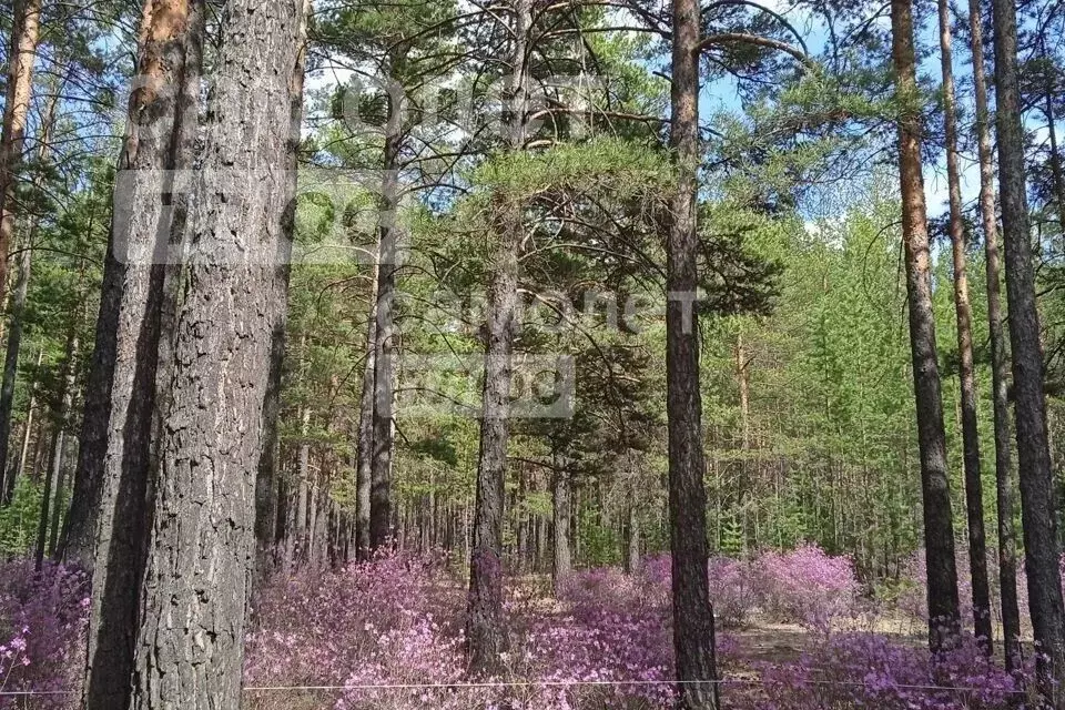 Участок в Забайкальский край, Читинский район, Атамановка пгт  (6.0 ... - Фото 0