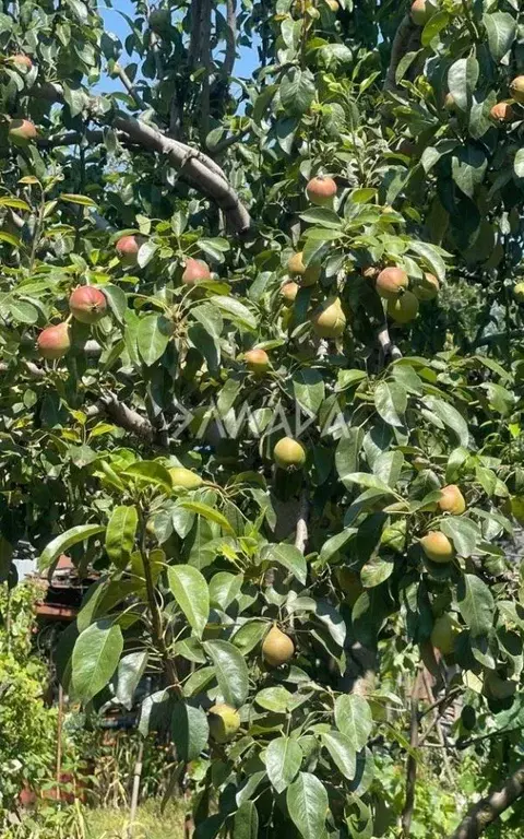 Участок в Ростовская область, Ростов-на-Дону Садовод-Любитель садовое ... - Фото 1