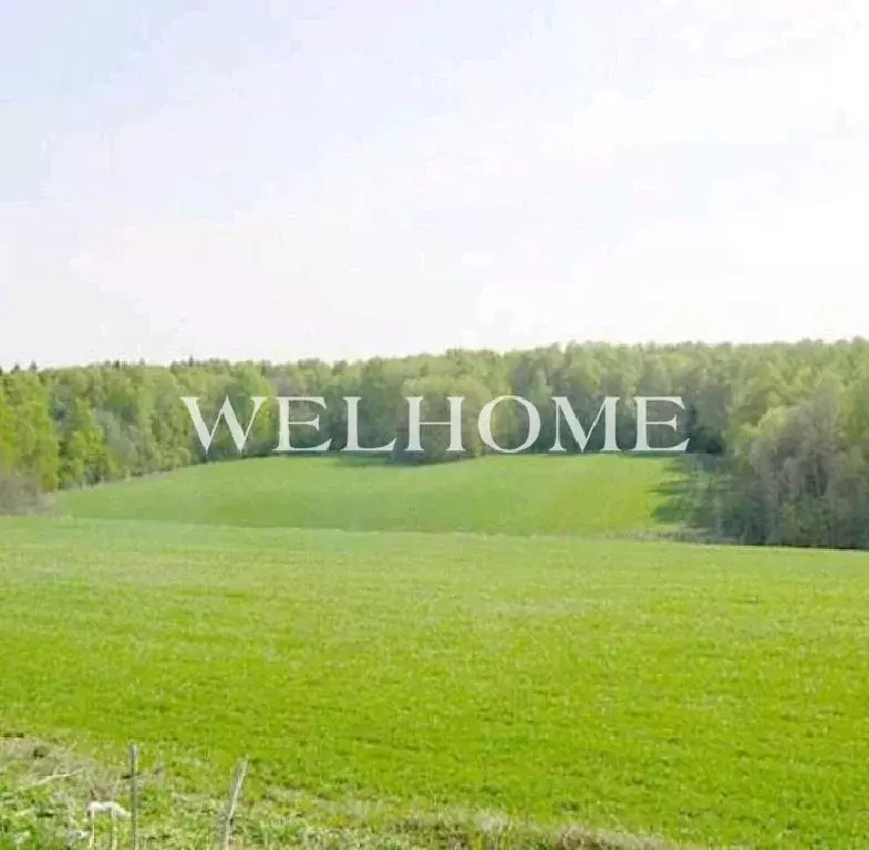 Продается участок в д. Борзые - Фото 2