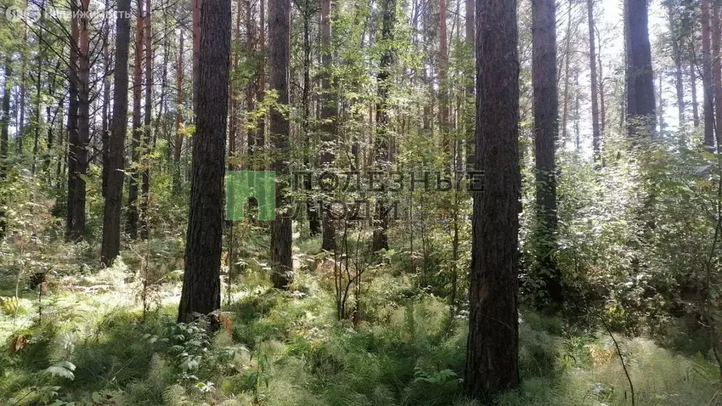 Участок в Красноярский край, городской округ Дивногорск, село Овсянка ... - Фото 0