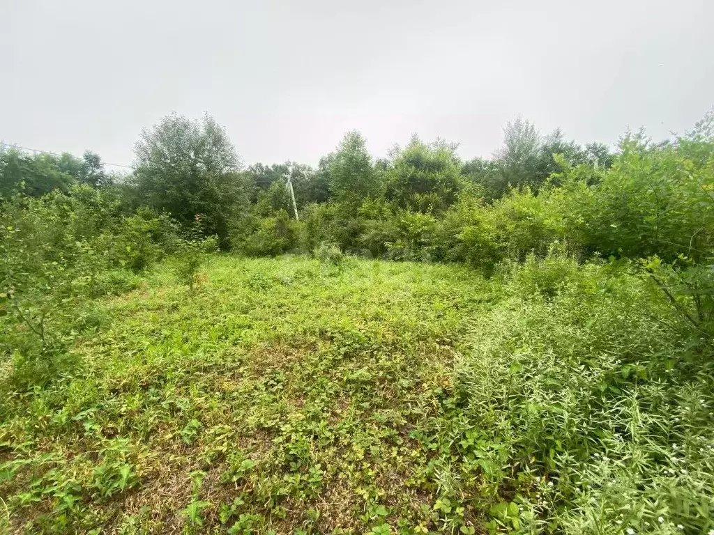 Участок в Амурская область, Благовещенский район, Амурская правда СТ  ... - Фото 1