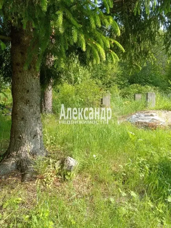 Участок в Ленинградская область, Приозерский район, Мельниковское ... - Фото 1