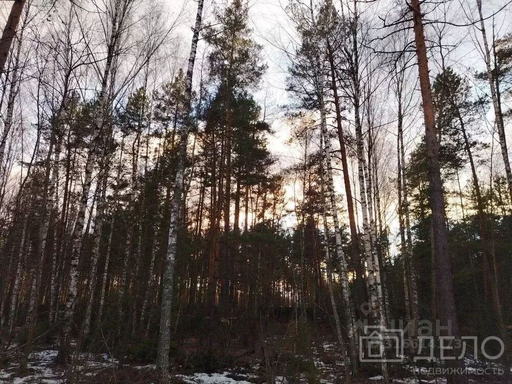 Участок в Рязанская область, Рязанский район, Дубровическое с/пос, с. ... - Фото 1