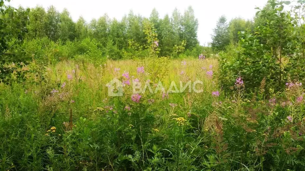 Участок в Орехово-Зуевский городской округ, садовое некоммерческое ... - Фото 0