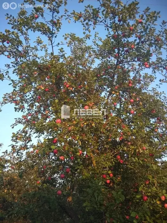 Участок в Чехов, СНТ 50 лет Октября, 119 (7.5 м) - Фото 1