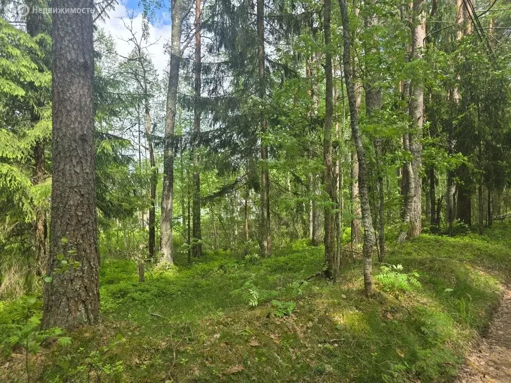 Участок в Выборгский район, Рощинское городское поселение, посёлок ... - Фото 1
