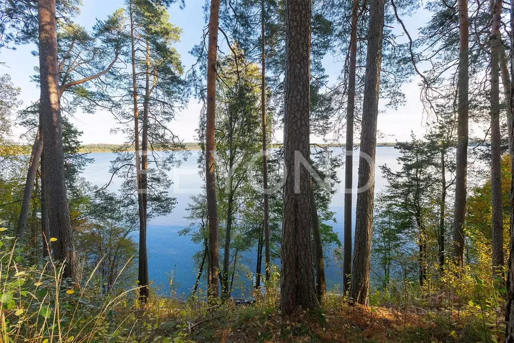 Участок в Ленинградская область, Всеволожский район, Куйвозовское ... - Фото 1